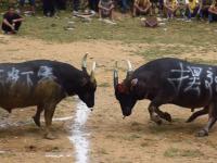 1xbet体育中国官网-阿拉伯联赛重摆除嫌疑名单，赛季继续进行的简单介绍