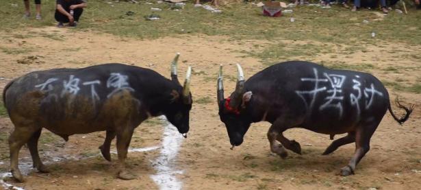 1xbet体育中国官网-阿拉伯联赛重摆除嫌疑名单，赛季继续进行的简单介绍